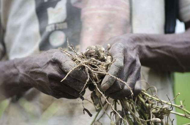 Alhassan Sule picks peanuts with his 56-year-old hands on his farm outside of Kuje, Nigeria on Monday. (MPR Photo/Nate Minor)