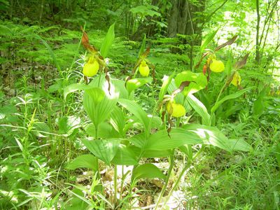 arboretum_ladyslipper.jpg