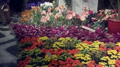 flower_show_2.jpg