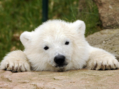 polar_bear.jpg