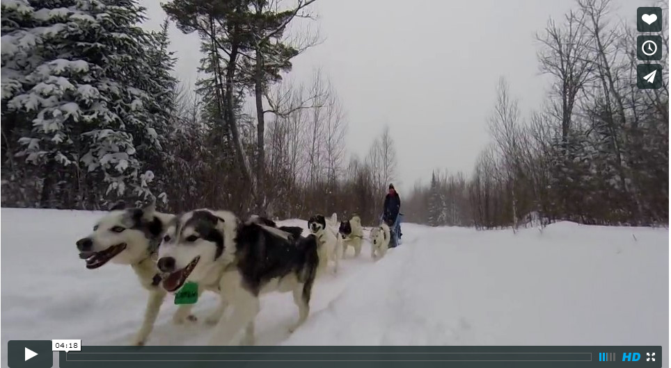 dog_sled