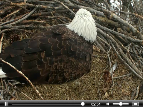 eagle_cam