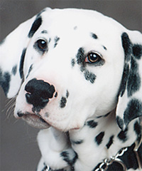 dalmatian.jpg